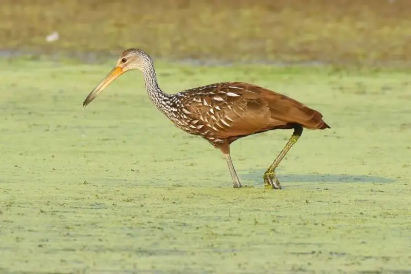 Limpkin Guide