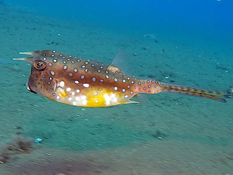 Are These the 10 Strangest Horned Fish in the World?
