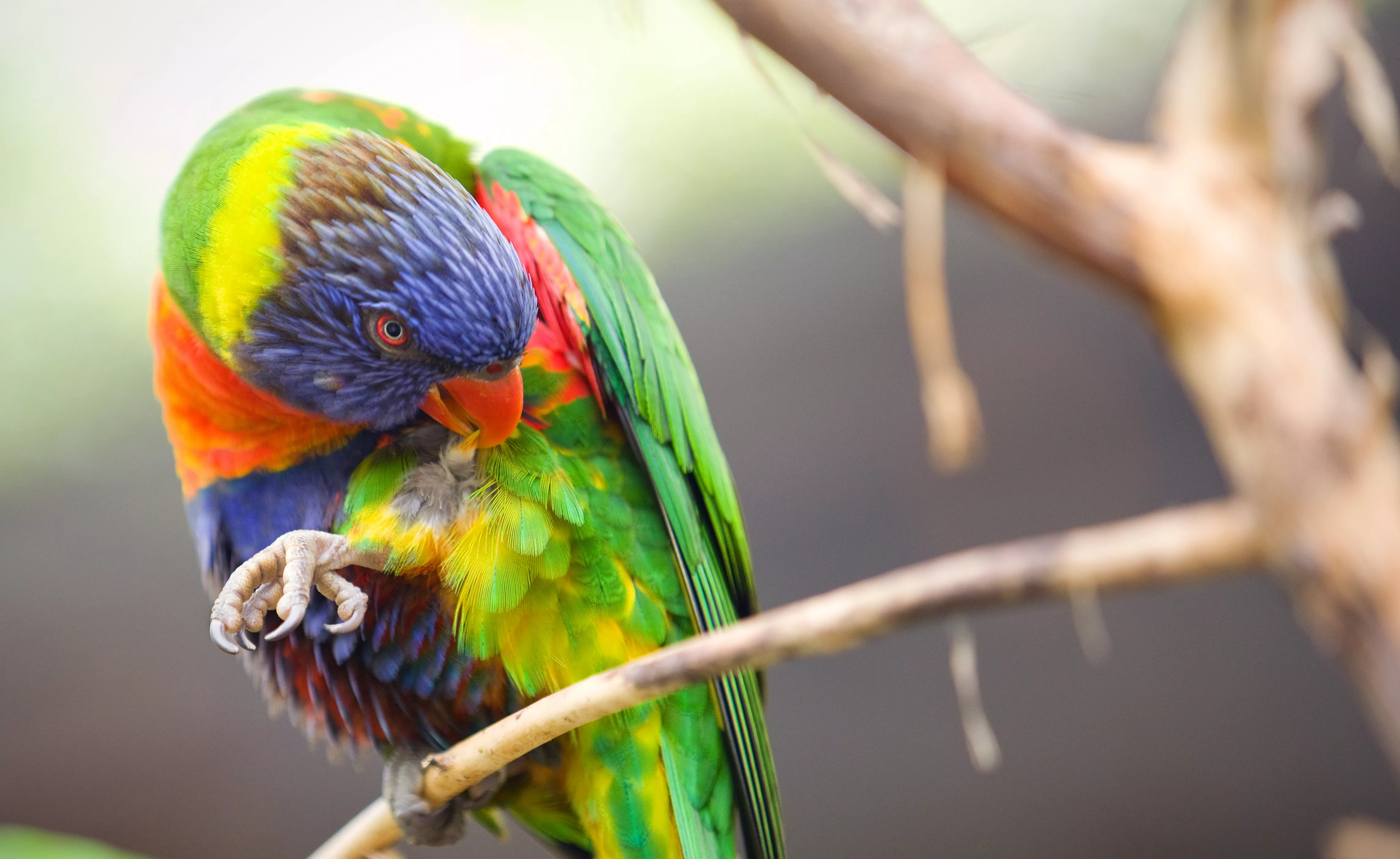 Lorakeet Biting His Feathers