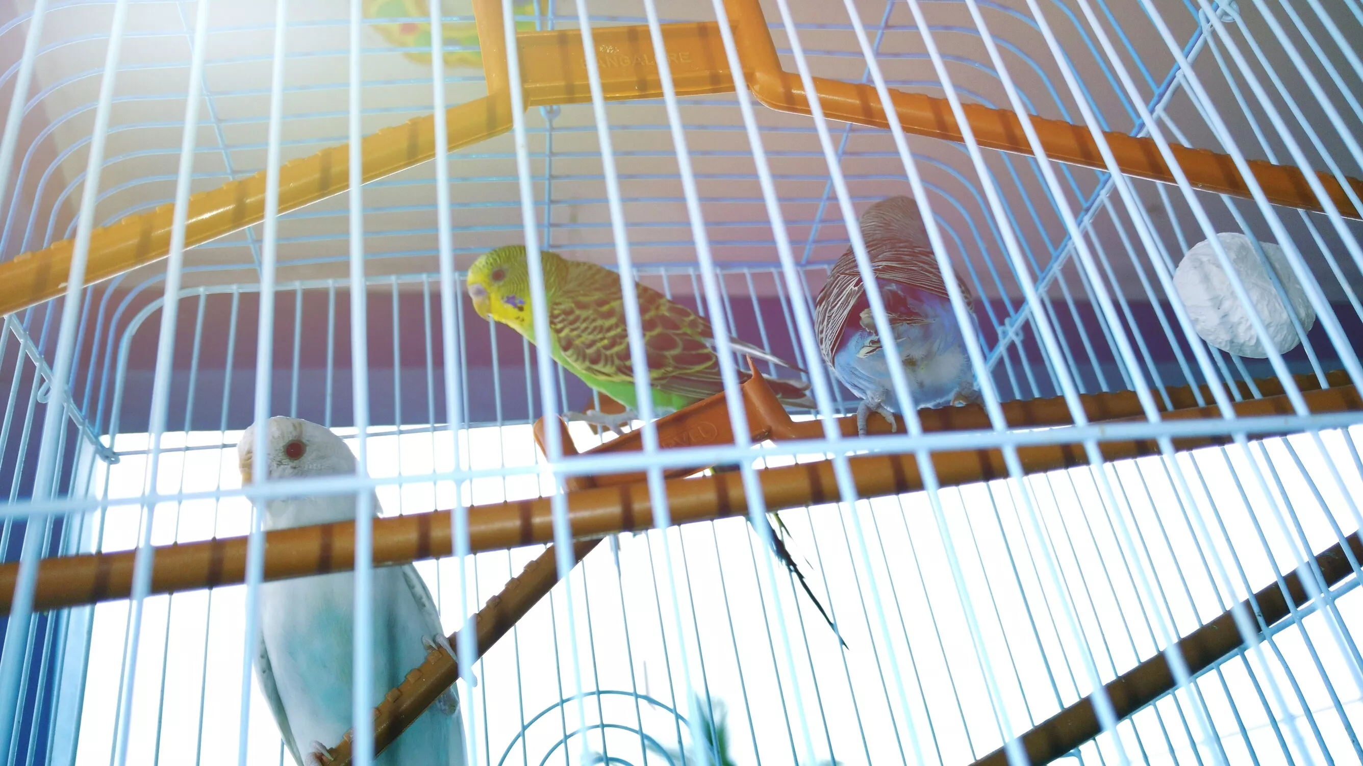 Three parakeets perched in a cage.