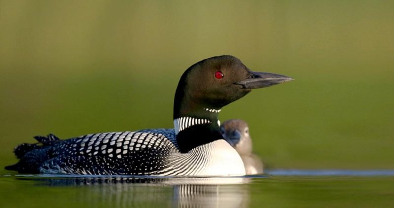 Michigan’s Common Loons: Ghostly Divers of the Northern Lakes