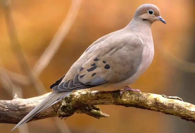Doves in Indiana