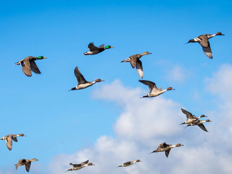 How Do Ducks Migrate Thousands of Miles Every Year?