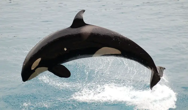 orca (Orcinus orca)