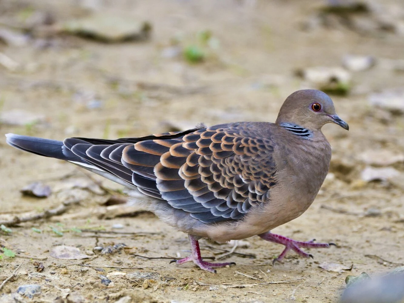 Oriental Turtle-Dove