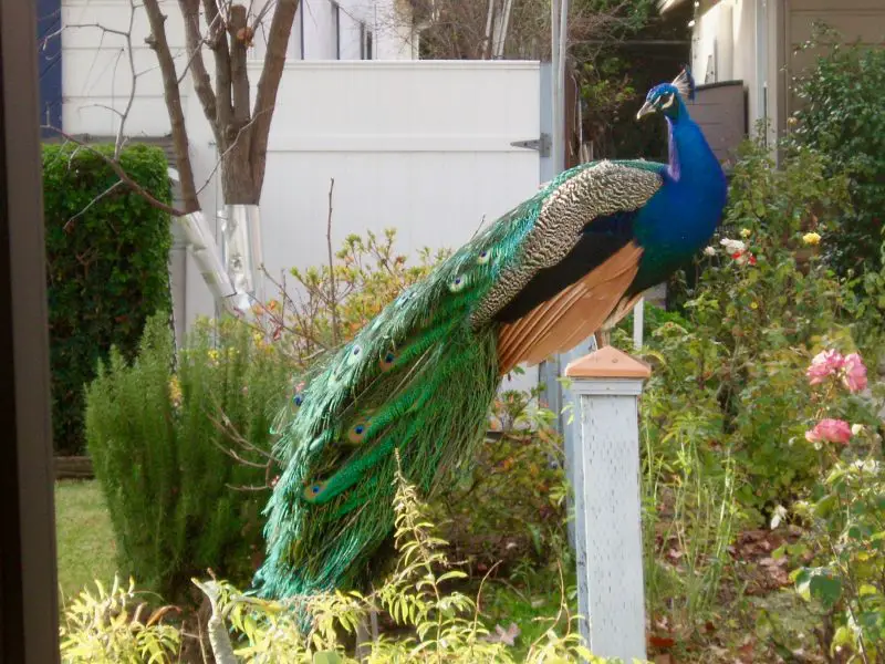 Why Do Peacocks Have Such Beautiful Tails