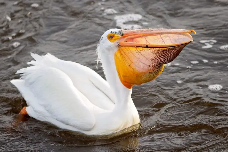 The Pelican Diet: What Do Pelicans Eat?