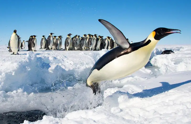 Penguins vs. Predators- Swimming Tactics That Save Their Lives