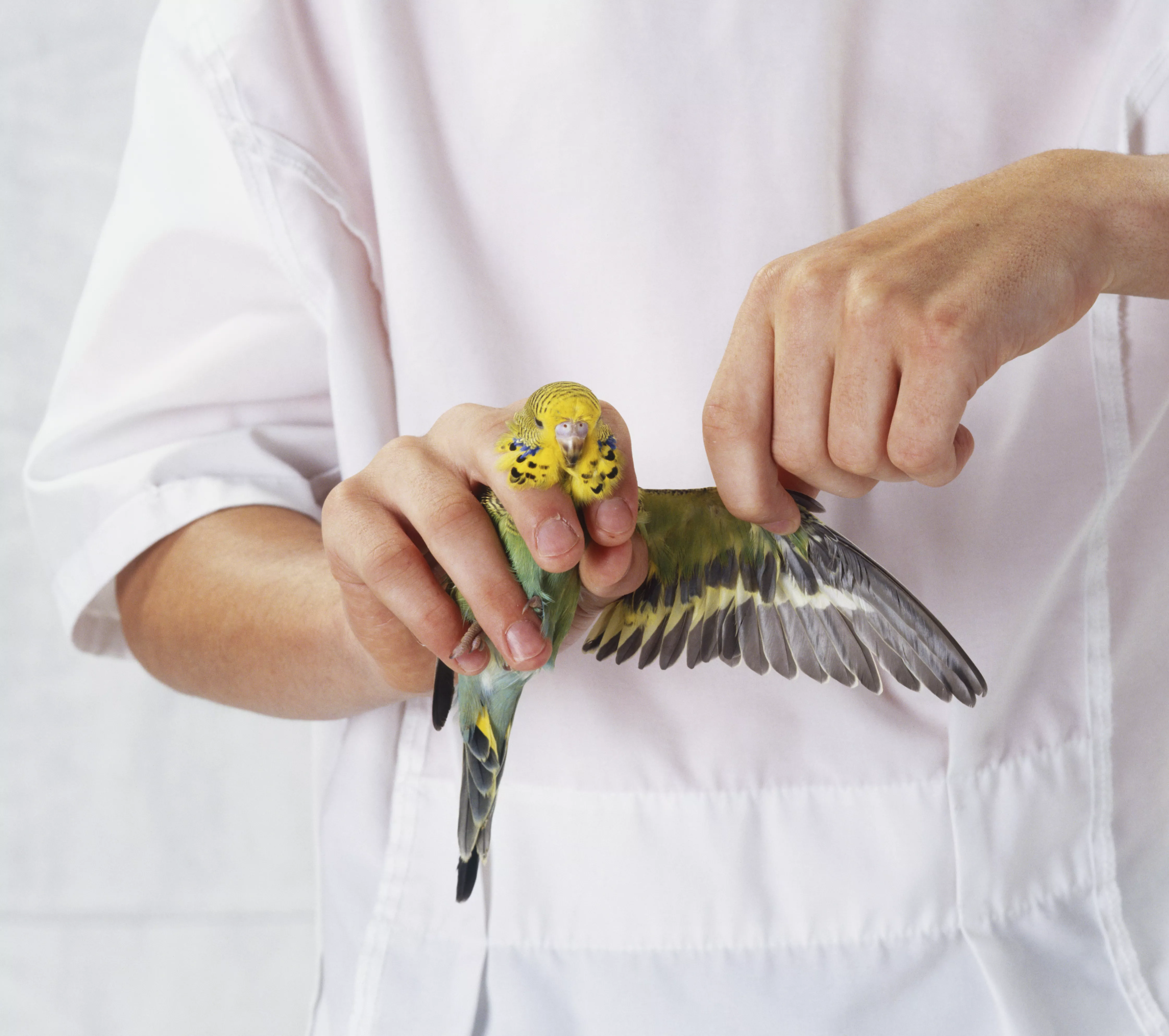 Person holding budgie in one hand and extending the wing with the other, front view