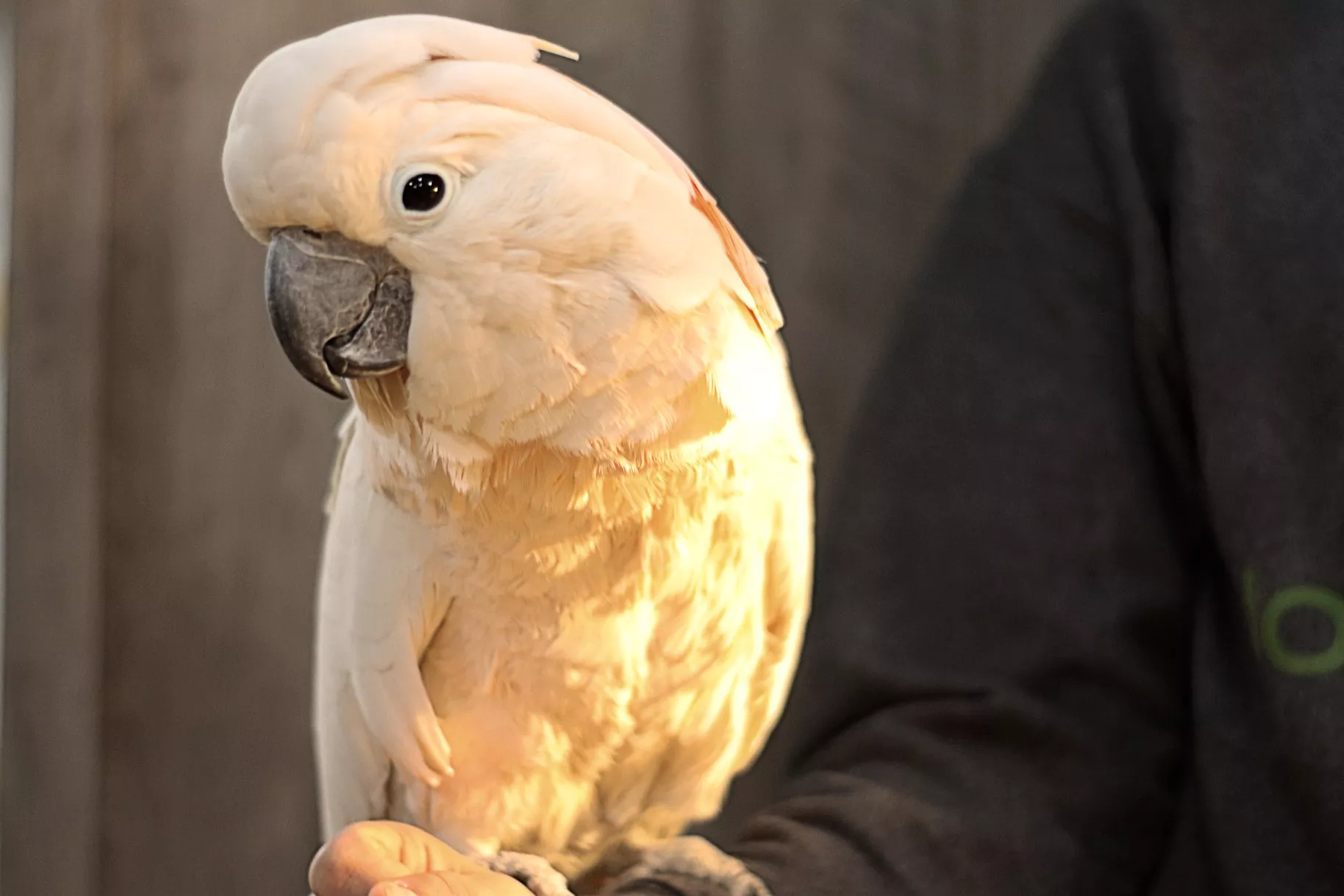 White cockatoo bird sitting on owner's arm