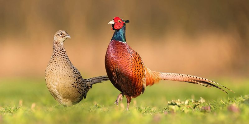9 Favorite Foods That Pheasants Love the Most