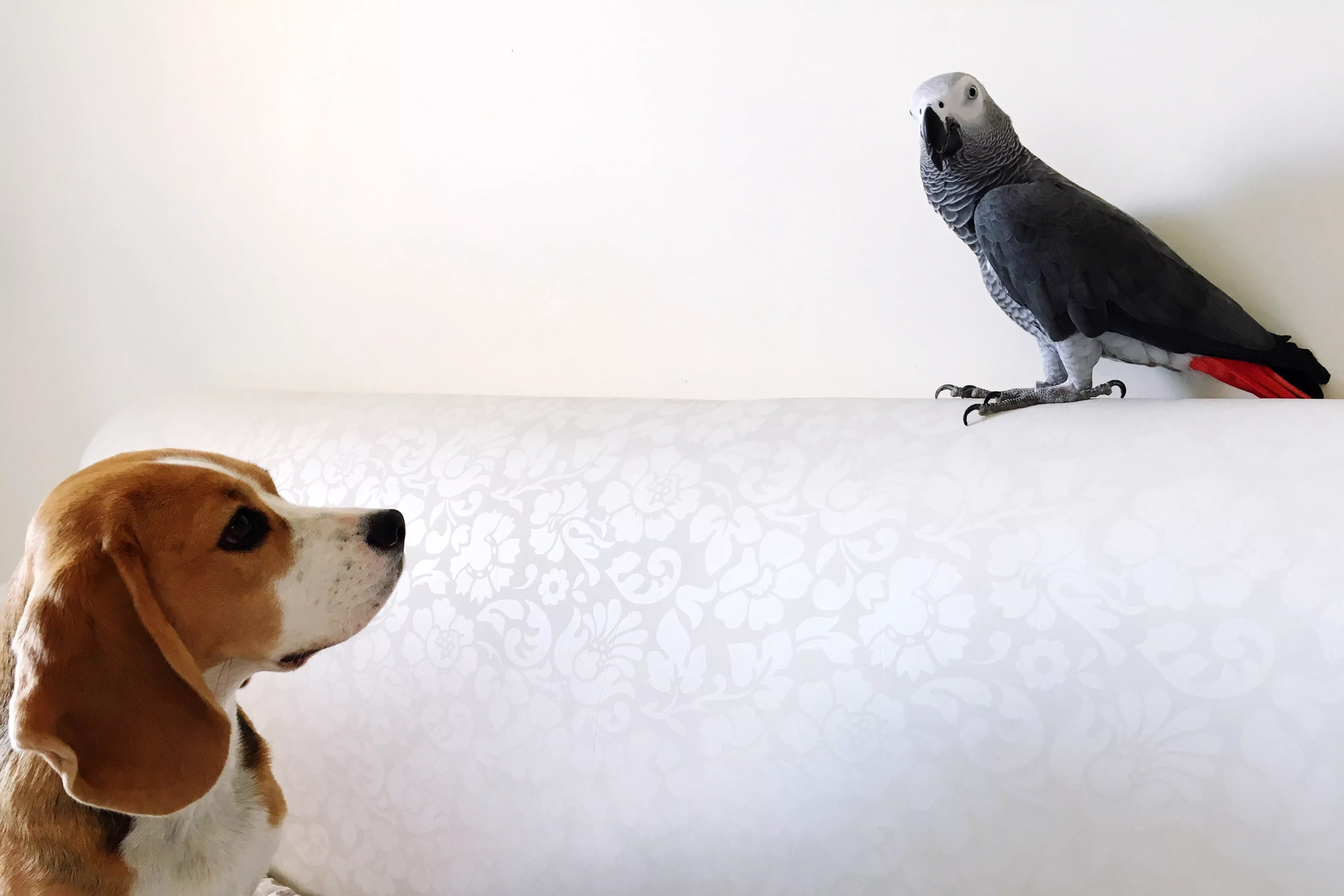 Puppy looking at bird perching on sofa