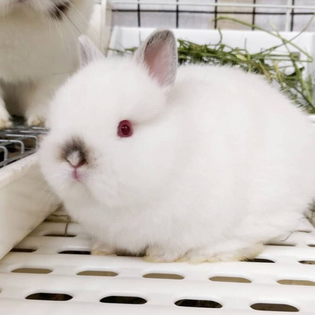 Why do some rabbits have pink eyes? Discover the science behind this unusual eye color, from albinism to fascinating genetics.