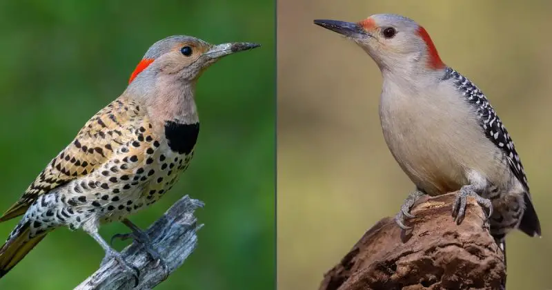 Red-bellied Woodpecker
