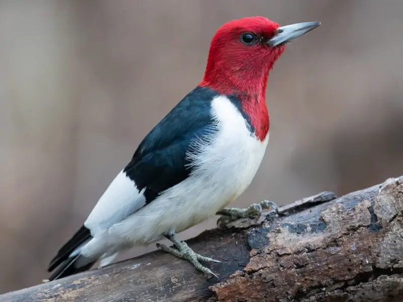 Red-headed Woodpecker
