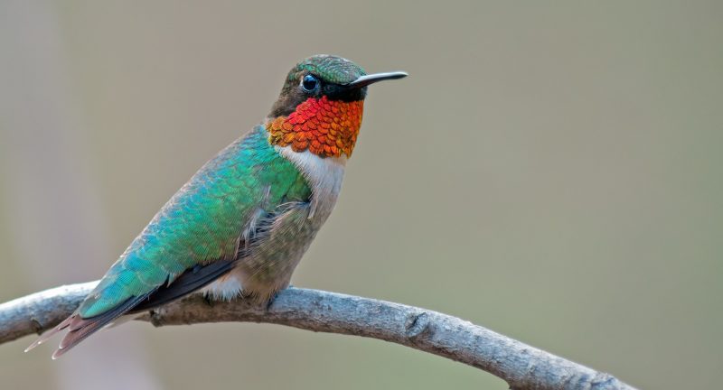 Hummingbirds in Mississippi