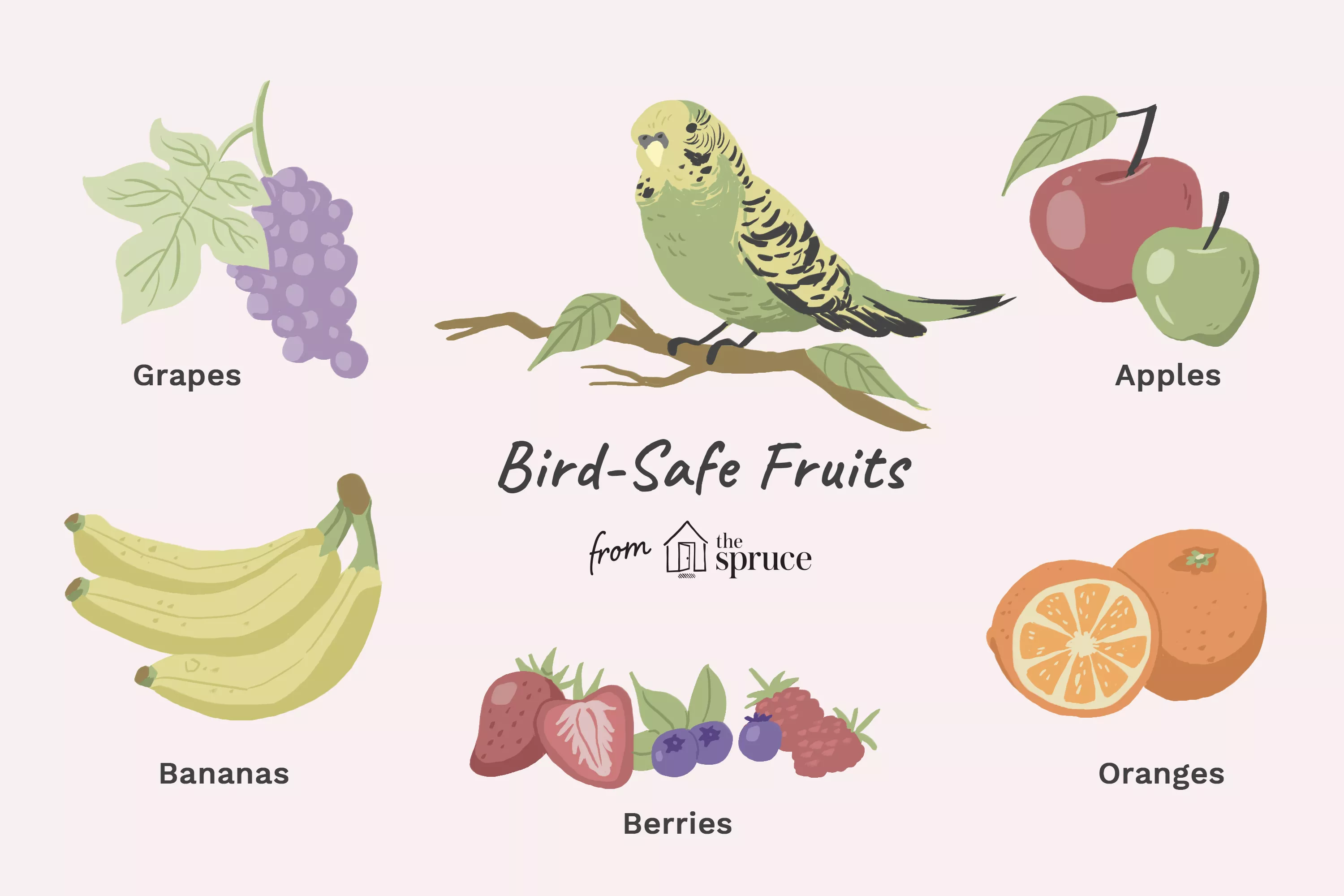 illustration of bird-safe foods