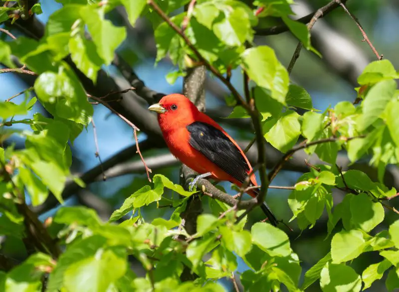 The Complete Life Cycle of a Scarlet Tanager: From Egg to Adult