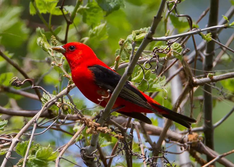 Scarlet Tanagers: Secrets of Their Canopy Nests