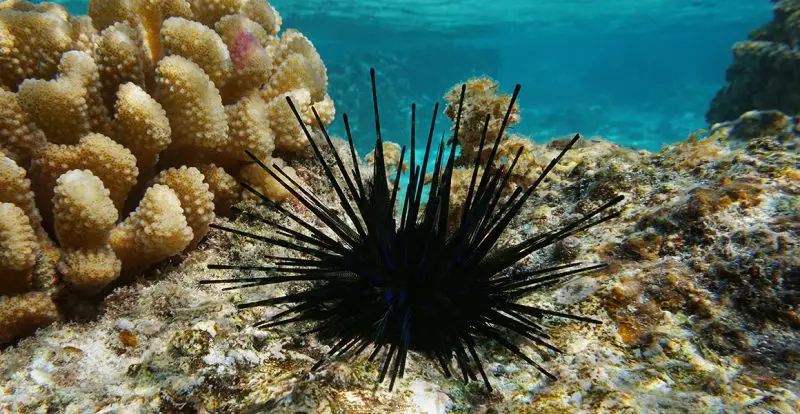 Sea Urchin