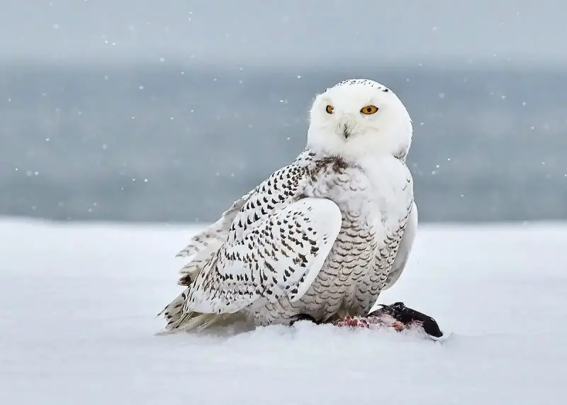 Snowy Owl in the U.S.