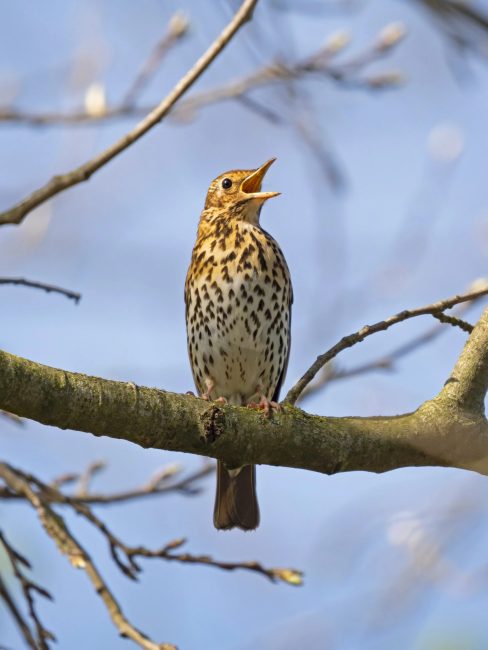 What Do Song Thrushes Eat? A Look at Their Surprising Diet