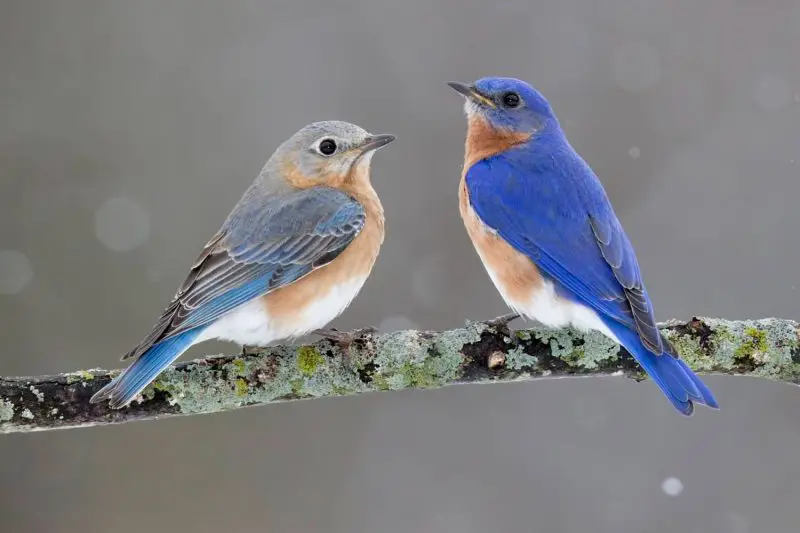 25 Fascinating Characteristics of Songbirds
