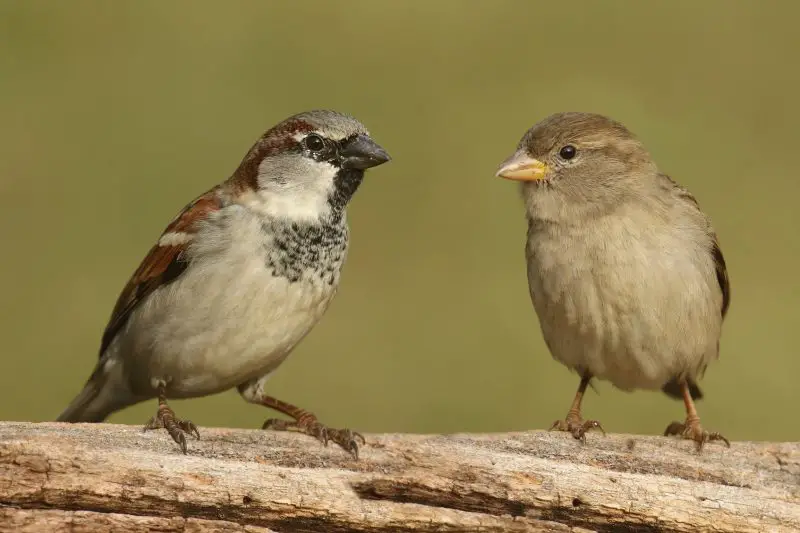 What Do Sparrows Like to Eat the Most?
