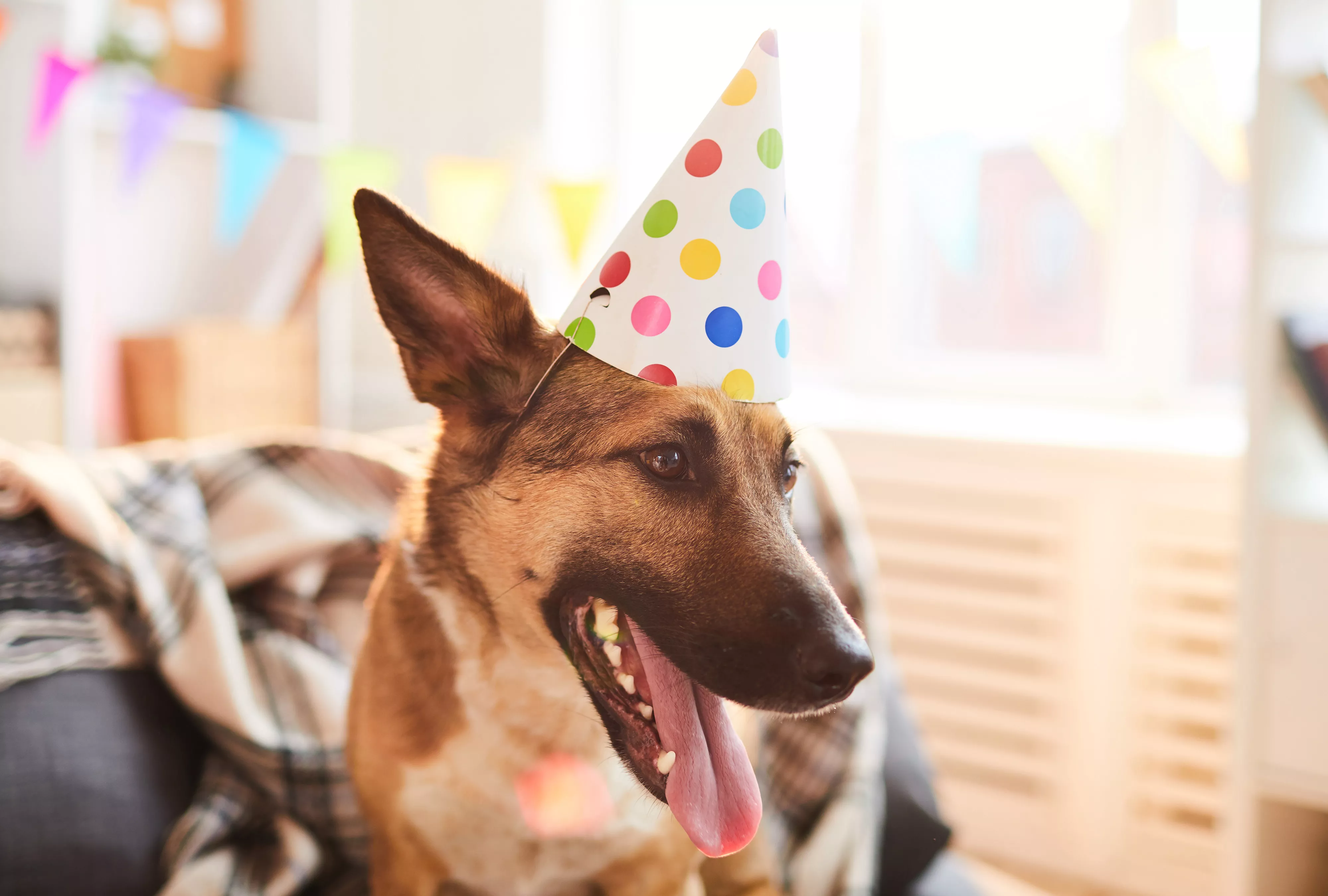 Portrait of smiling dog wearing birthday cap enjoying party