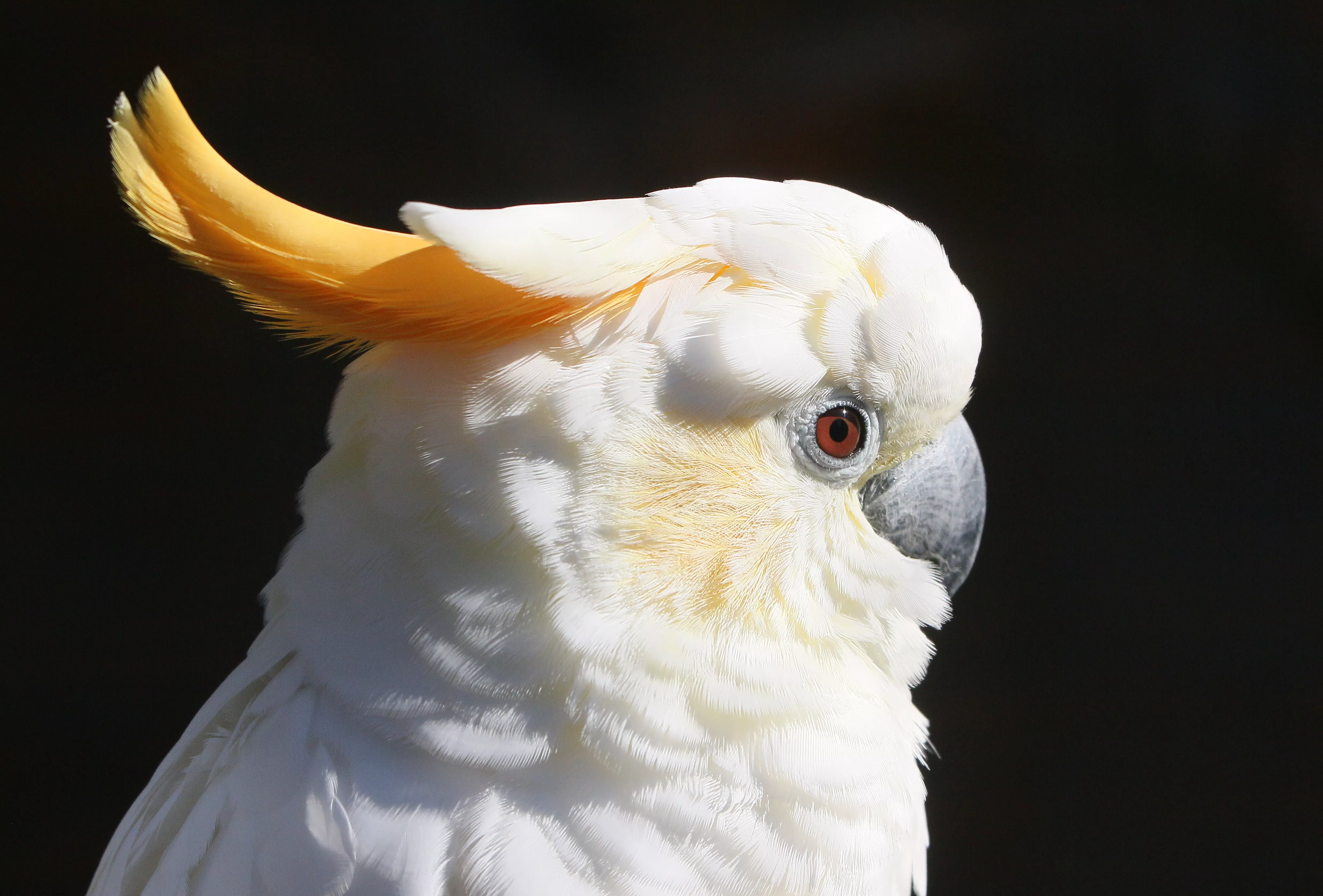 Sumba Citron Crested Cockatoo