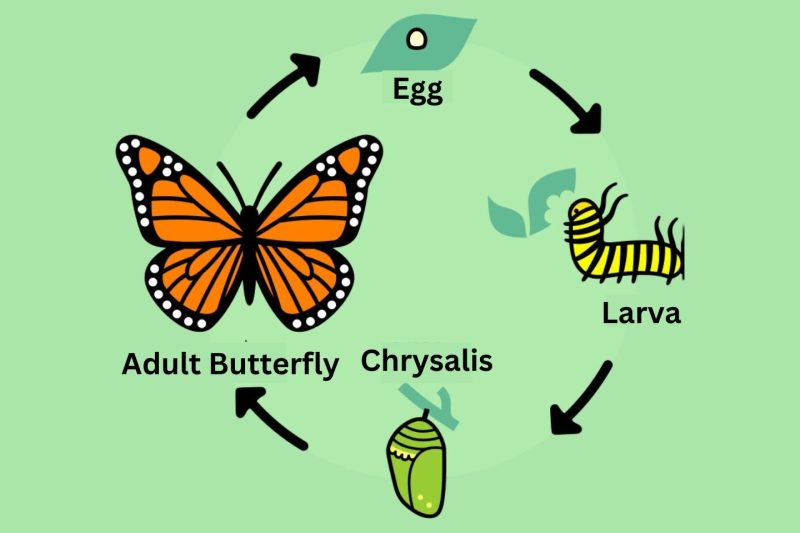The Life Cycle of a Butterfly