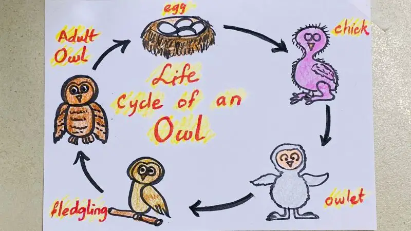The Life Cycle of a Night Owl