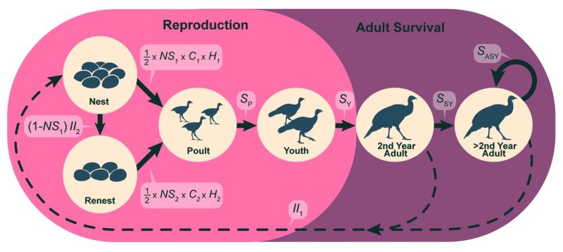 The Life Cycle of a Wild Turkey