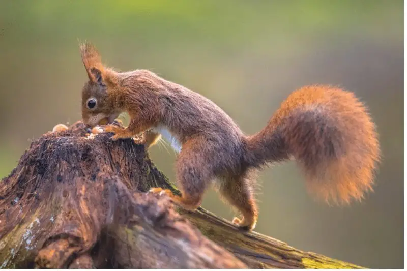 The Top 10 Foods That Squirrels Absolutely Love