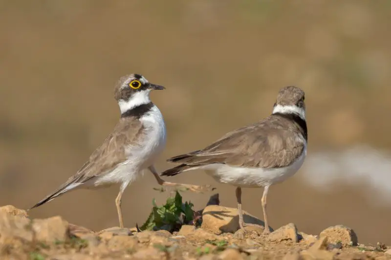Top 5 Foods That Plovers Love to Eat
