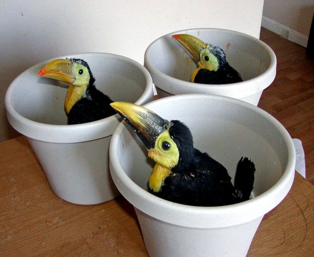 toucan babies