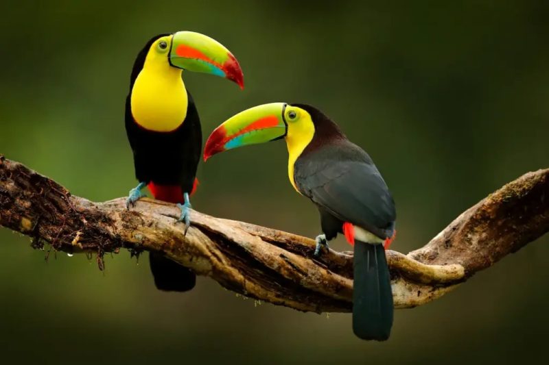 The Life Cycle of the Toco Toucan: From Egg to Canopy King