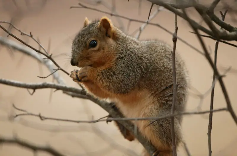 Tree squirrels