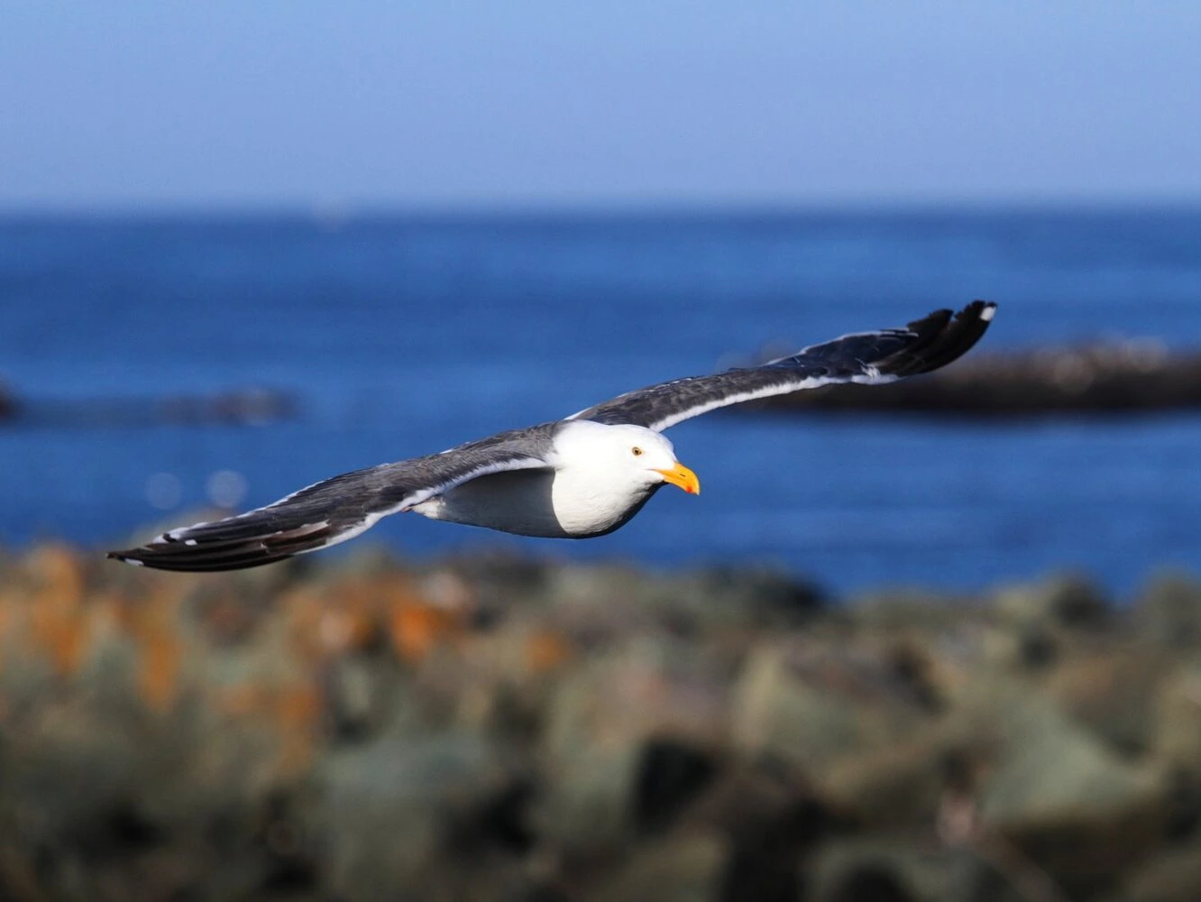 Western Gull (Larus occidentalis) By The Ocean
