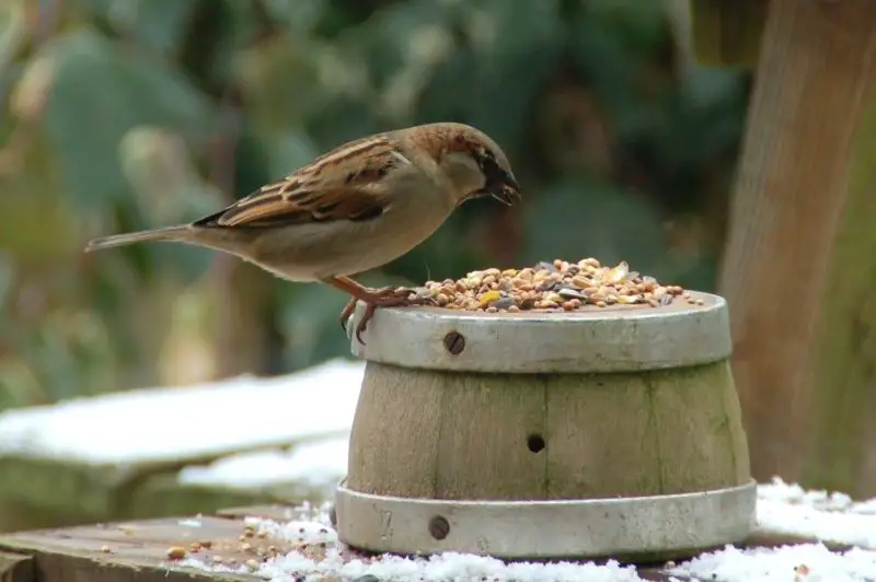 What Do Birds Eat