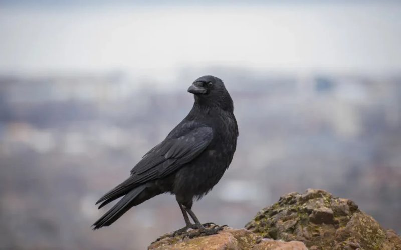 What Do Crows Represent
