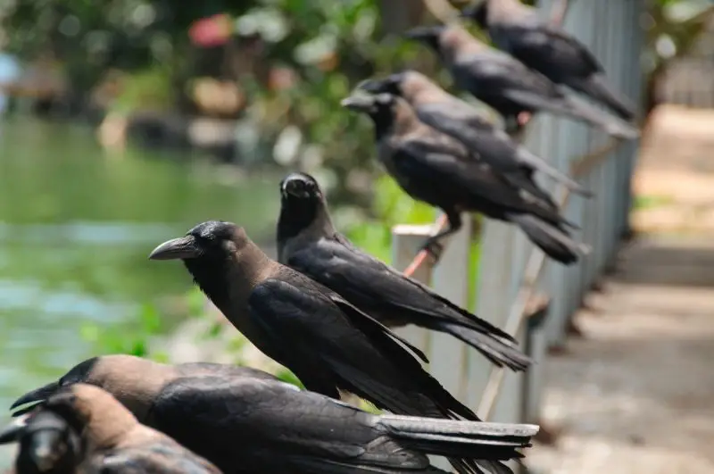 What Is a Group of Crows Called