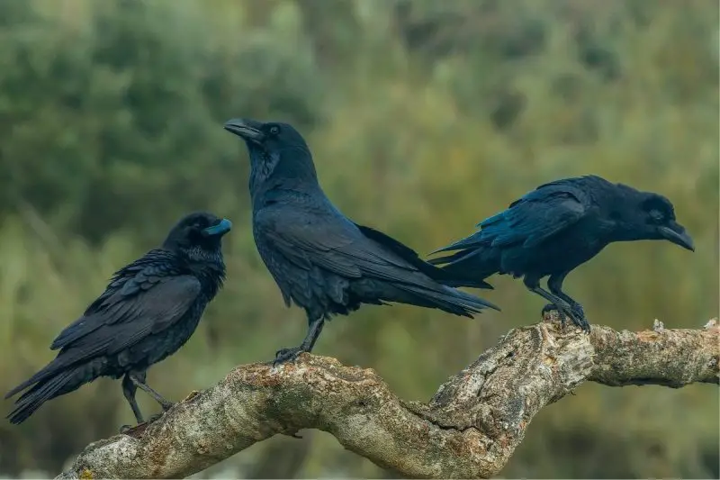 What Is a Group of Ravens Called
