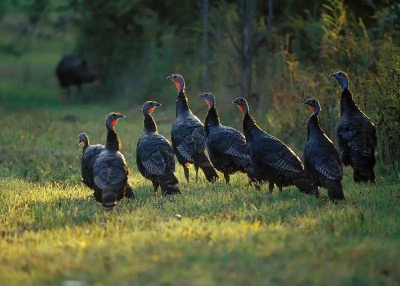 What Is a Group of Turkeys Called