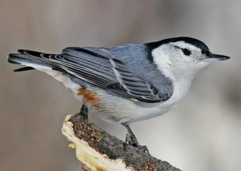 Common Birds in Delaware