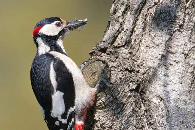 Woodpecker Development- From Egg to Forest Drummer