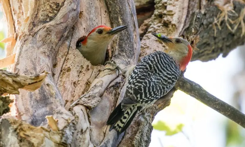 What Do Woodpeckers Like to Eat Most?