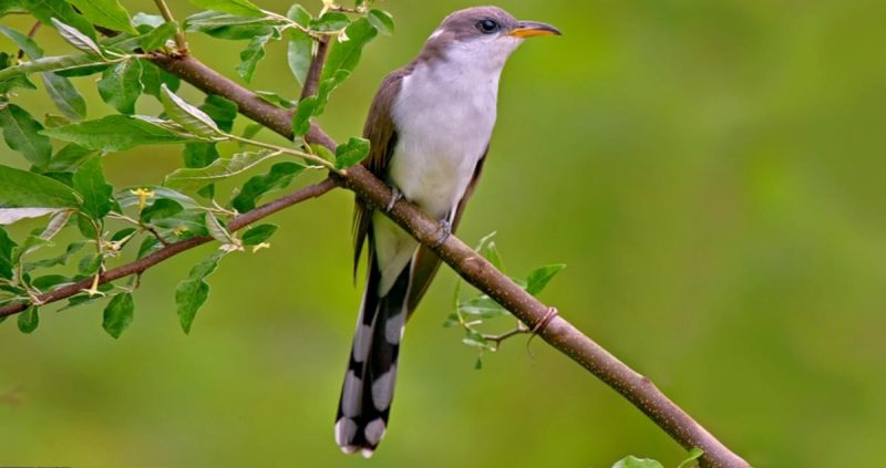 Yellow-billed Cuckoo (Coccyzus americanus)