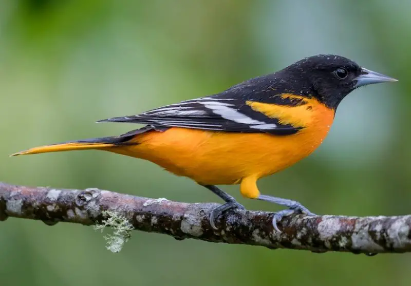 Orange Birds in Michigan