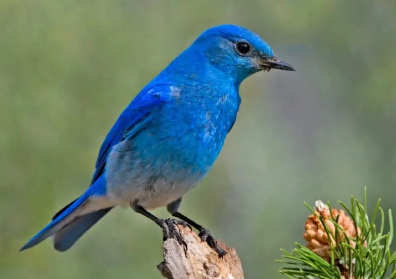 Blue Birds in Colorado